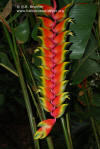 Heliconia rostrata 'Peru'